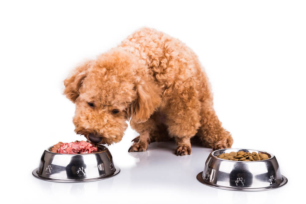 kiskutya eszik premium kutyatap valaszto milyen kutyaeledelt vegyünk 2023-ban