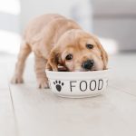 kiskutya eszik premium kutyatap valaszto milyen kutyaeledelt vegyünk 2023-ban