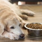 kutya ételerzékenység allergia ételintolerancia tünetei megoldás hipoallergén kutyatáp