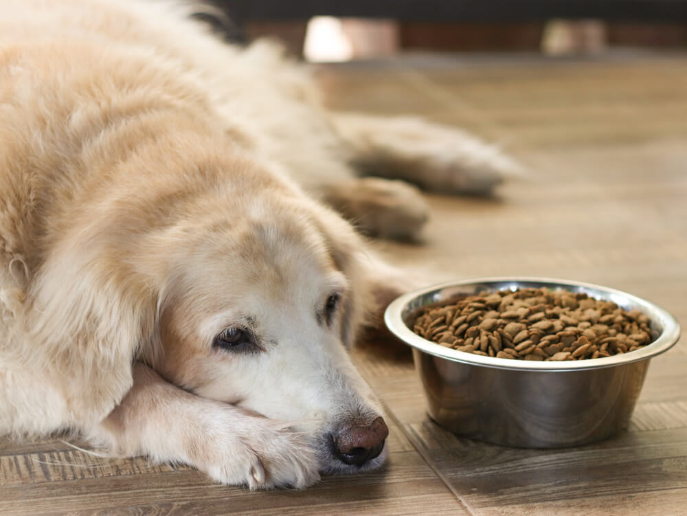 kutya ételerzékenység allergia ételintolerancia tünetei megoldás hipoallergén kutyatáp