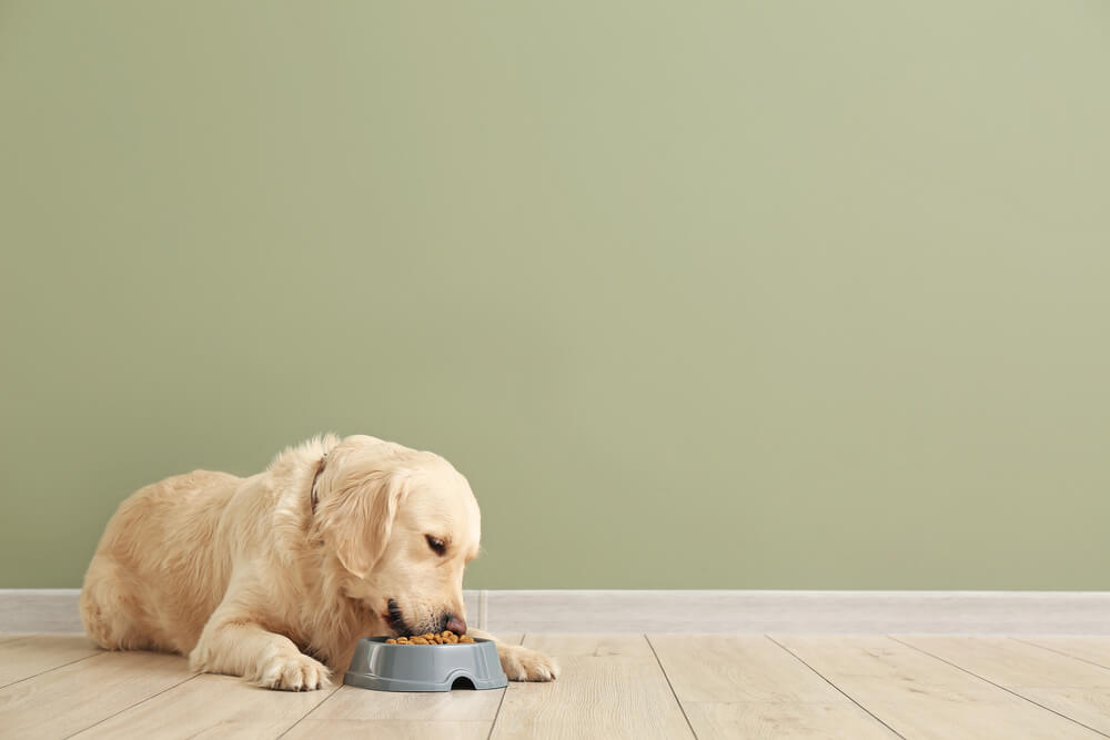 golden retriever eszik mennyit hanyszor mit egyen a kutya kiegyensulyozott etrend kutyaknak