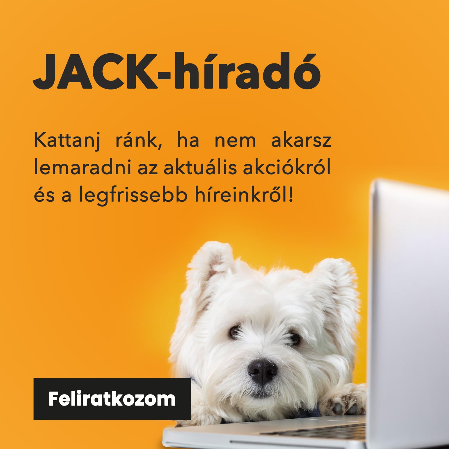 jack_hirado